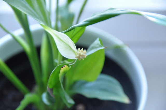 Plant Peace Lily